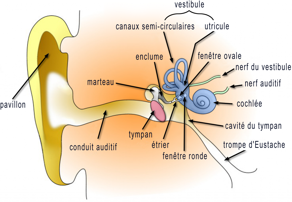 Schéma détaillant l'anatomie de l'oreille humaine