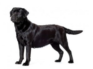 labrador