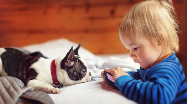 chiot bouledogue et bebe